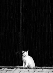 Black and white photo of a cat near a wall