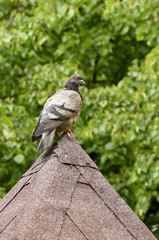 pigeons on the roof
