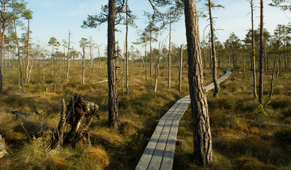 Obraz premium The Path