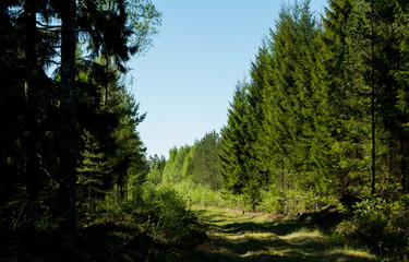 Fototapeta premium Path through the forest