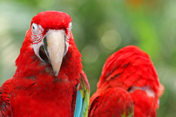 Fototapeta premium Red-and-green macaw, Singapore