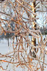 An 'ice rain' aftermath: Birch tree branches coated in ice