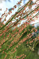 Rumex