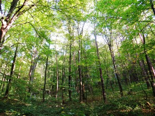 Ukrainian forest