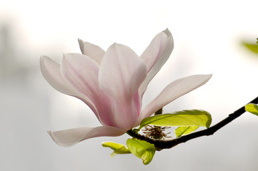 Blossom lotus flower