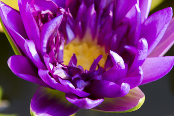 Close-up image of a purple lotus in the garden.
