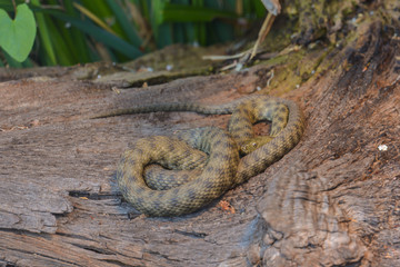 Würfelnatter ruht auf einem Baumstamm