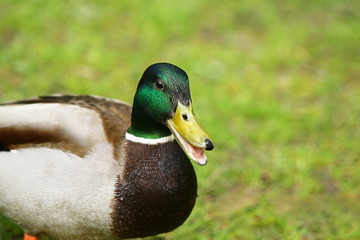 Männliche Stockente, Erpel, Anas platyrhynchos