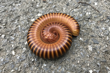 millipede rolled into a circle