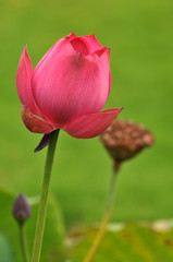 Fototapeta premium Blossom lotus flower