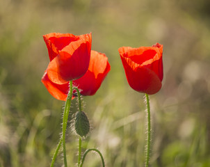 Red poppies on a hot, sunny day