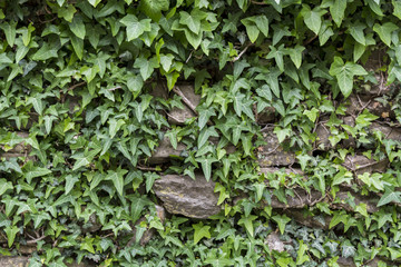 IVY STONE WALL