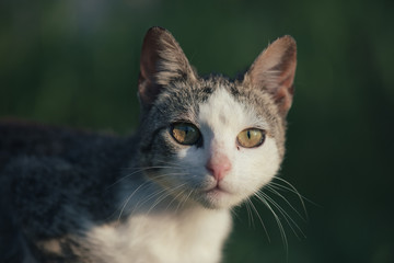 Beautiful white cat playing outdoors