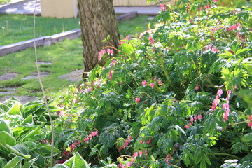 Lush pink flowers in flower bed