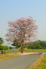 Tabebuia rosea blossom with grass field background