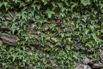 IVY STONE WALL