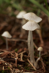 Coprinus mushroom