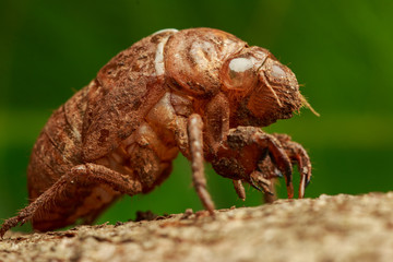 Cicada Husk