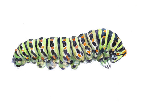 Watercolor single caterpillar insect animal isolated on a white background illustration.