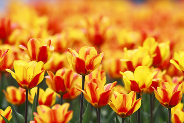 beautiful natural background with many colors yellow and red tulips