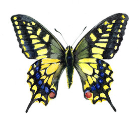 Obraz na płótnie Canvas Watercolor single Machaon butterfly insect animal isolated on a white background illustration.