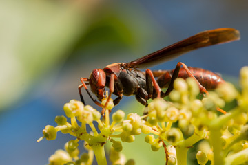 Paper Wasp