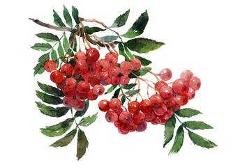 Watercolor single Rowan isolated on a white background illustration.