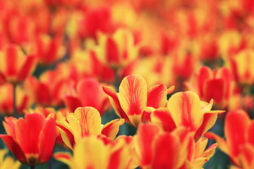  backdrop of the bright beautiful flowers of tulips