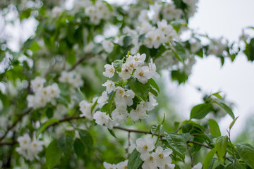 Branch of a tree with green leaves and white flowers. Blooming apple tree