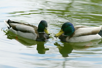 Zwei männliche Stockenten, Erpel, Anas platyrhynchos