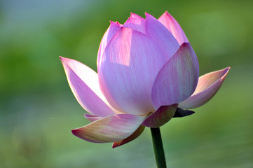 Blossom lotus flower