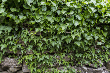 IVY STONE WALL