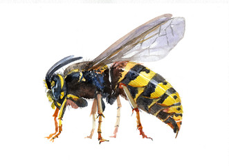 Watercolor single wasp insect animal isolated on a white background illustration.