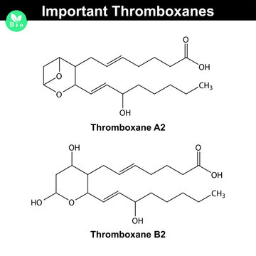 Most important thromboxanes