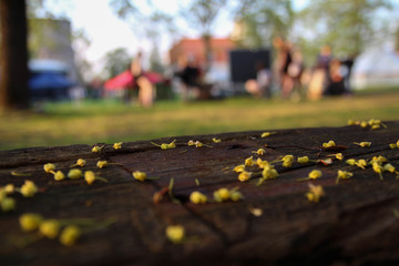 The old bench wood seats. Spring