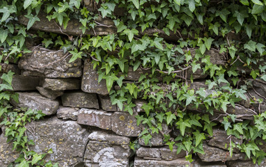 IVY STONE WALL