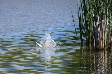 Common tern emerging from a dive into the lake without a fish