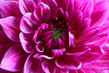 ダリアのクローズアップ