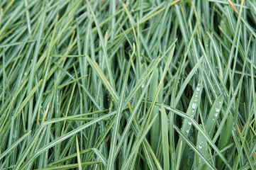 Green grass with raindrops