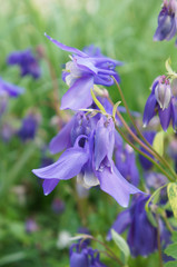 Aquilegia or columbine blue flowers with green