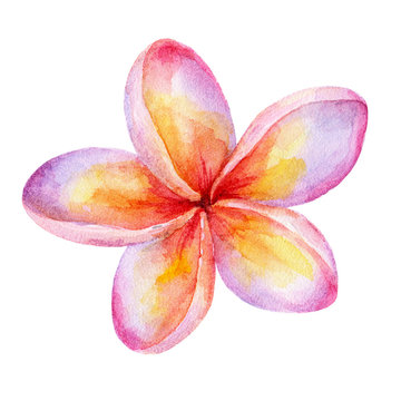 Plumeria Images – Browse 111,528 Stock Photos, Vectors, and Video ...