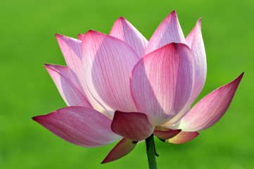 Blossom lotus flower