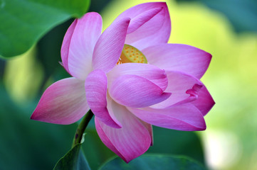 Fototapeta na wymiar Blossom lotus flower