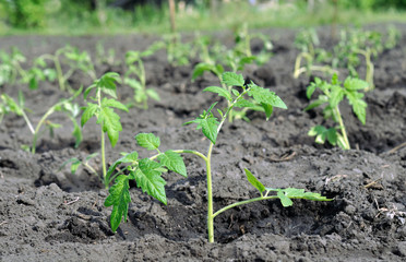  freshly planted tomato seedlings in the vegetable garden