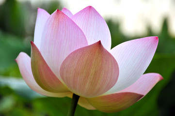 Blossom lotus flower