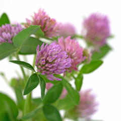 Rotklee, Wiesen-Klee, Trifolium pratense