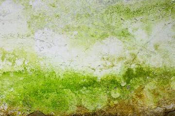 mossy wall grunge texture