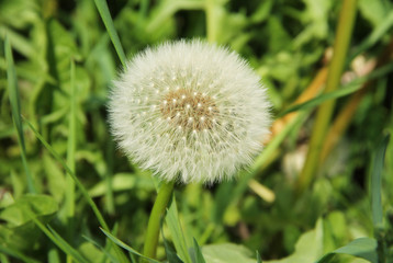 close photo of dandelion with soft white fluff