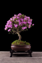 Bonsai Azalea japonica on a black background