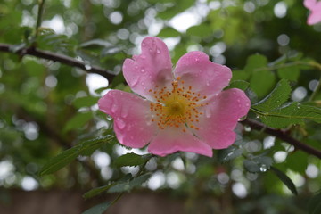 Obraz premium Beautiful natural pink roses with water drops